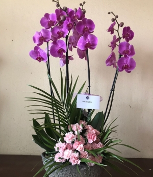 Özel Orkide çiçek gönder