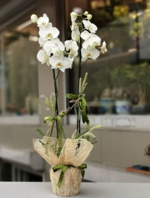 Çift Çöklü Jumbo Boy Orkide