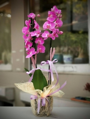 İki köklü lila renkli orkide çiçek siparişi