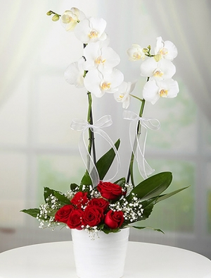 Beyaz Orkide Gül Aranjman çiçek siparişi