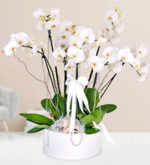 Büyük Seramik İçinde 6 Dal Beyaz Orkide