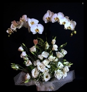 Özel çifli orkide aranjmanı çiçek gönder