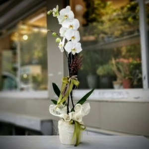 Beyaz Orkide Online Sipariş