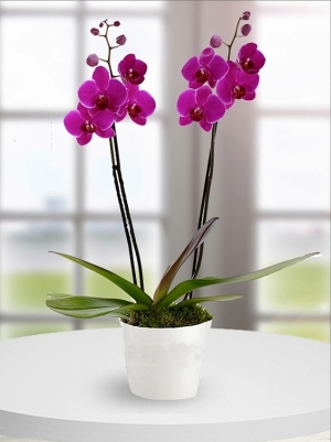 İki köklü lila renkli orkide çiçek siparişi