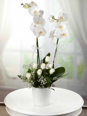 Seramik Vazoda Beyaz Güller İle Orkide çiçekçi